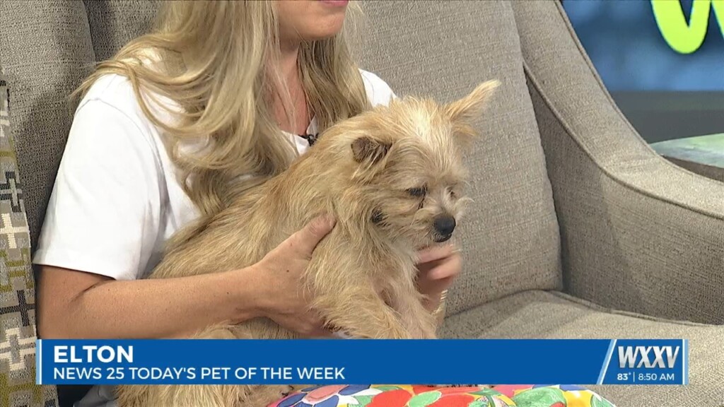 Pet Of The Week: Elton Is Looking For A Forever Home