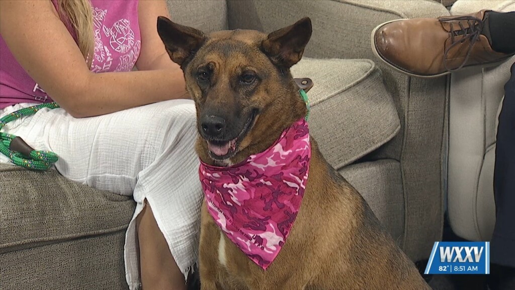 Pet Of The Week: Gypsy Is Looking For A Forever Home!