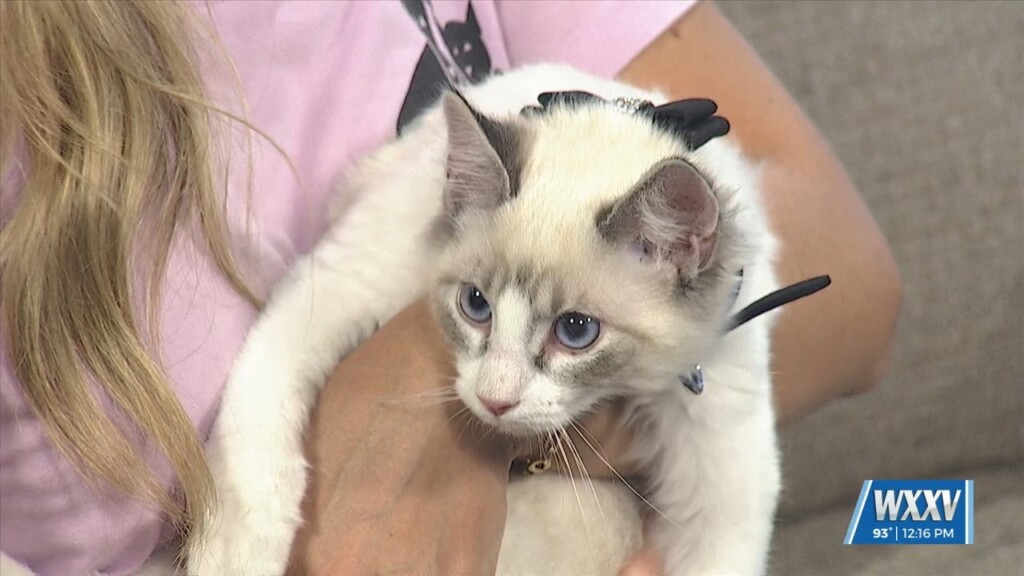 Rock N Rollover Benefiting Humane Society Of South Mississippi