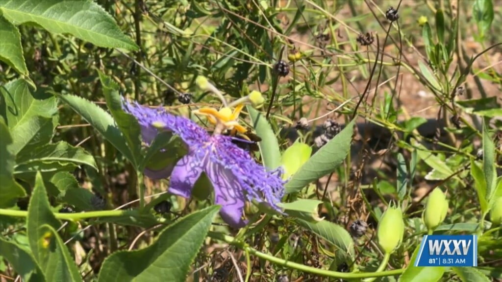 Meggan Monday: Pass Christian Butterfly Waystation