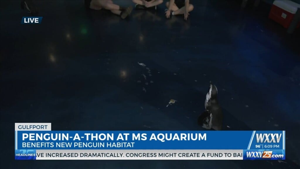 Wxxv’s Elizabeth Keen Is Live At The Penguin A Thon At The Mississippi Aquarium