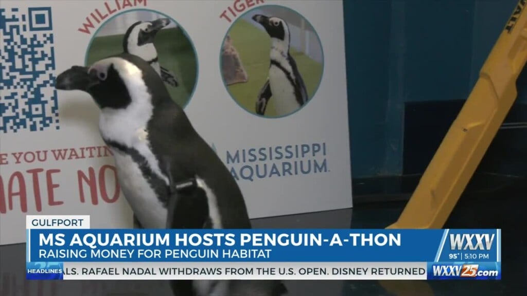 Penguin A Thon Update