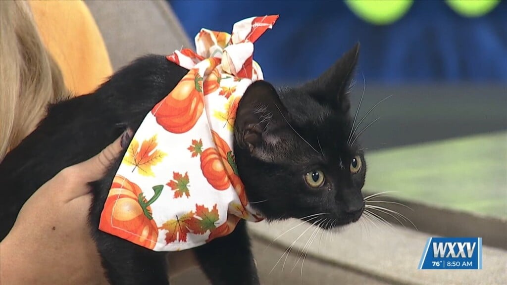 Pet Of The Week: Detroit Is Looking For A Forever Home