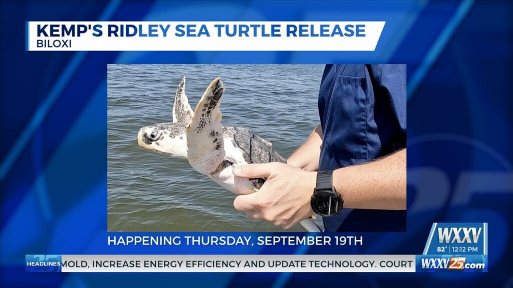 Mississippi Aquarium Hosting Sea Turtle Release On Thursday