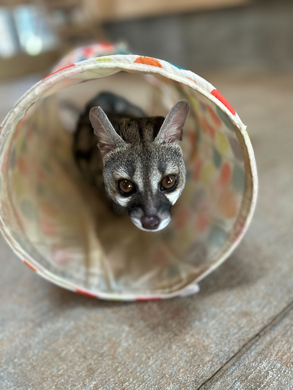 Genet