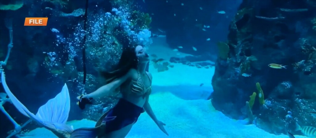 Mermaids Return To Mississippi Aquarium