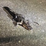 Gator