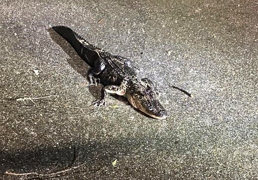 Gator