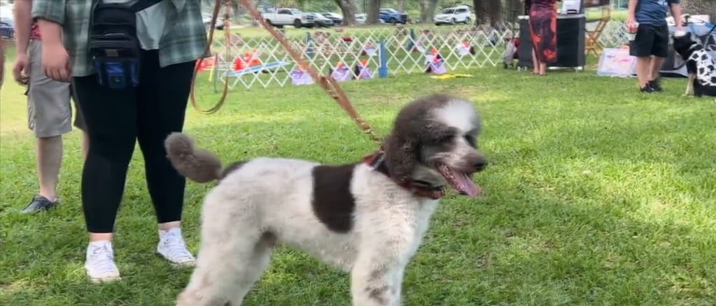 Mississippi Gulf Coast Kennel Club Hosts Paws Under The Oak