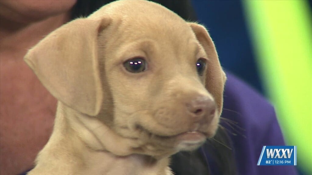 Pet Of The Week: Coconut Visits The Wxxv News 25 Studio