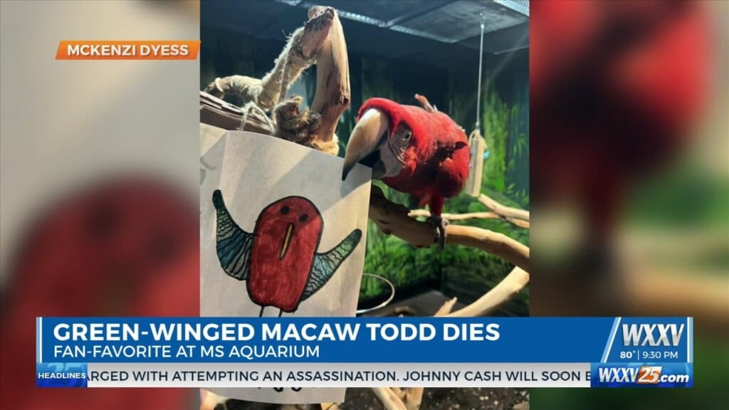 Aquarium Green Winged Macaw Dies