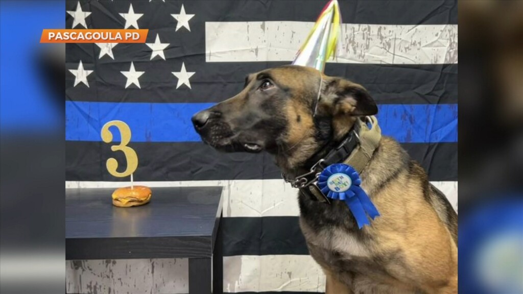 K9 Nuke Celebrates Third Birthday
