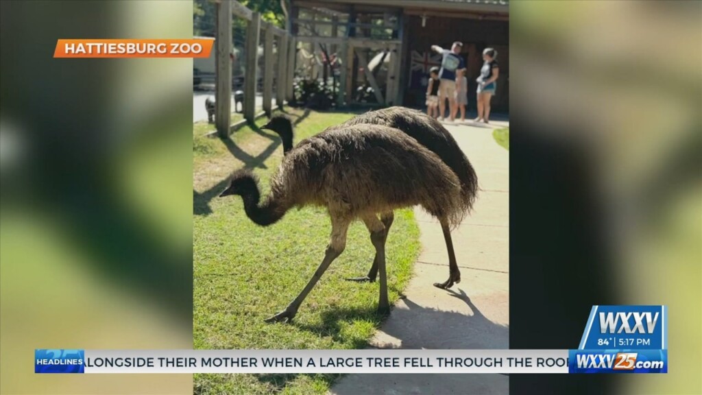 Hattiesburg Zoo Introduces Two New Emus