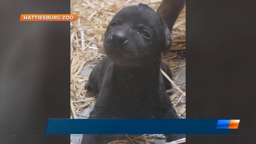 Hyena Cub Born At The Hattiesburg Zoo
