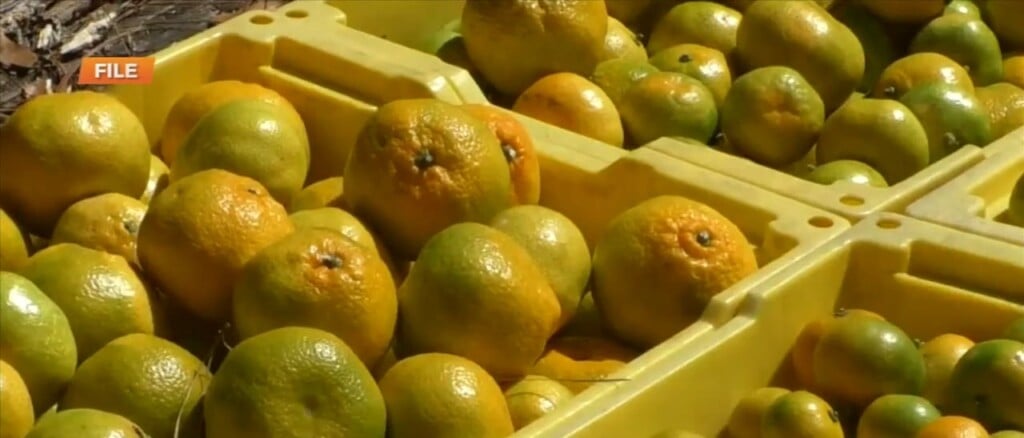 Wxxv’s Everett Ganier Jr. Is Live At Mert’s Satsumas
