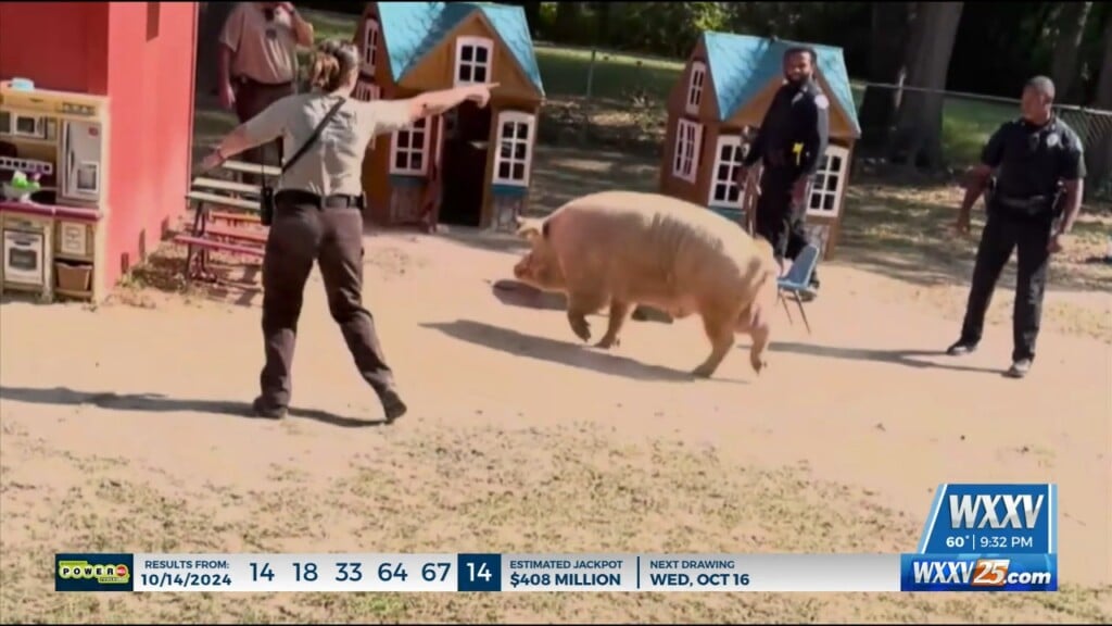 Loose Pig Ends Up In Daycare Backyard In Columbus, Ms