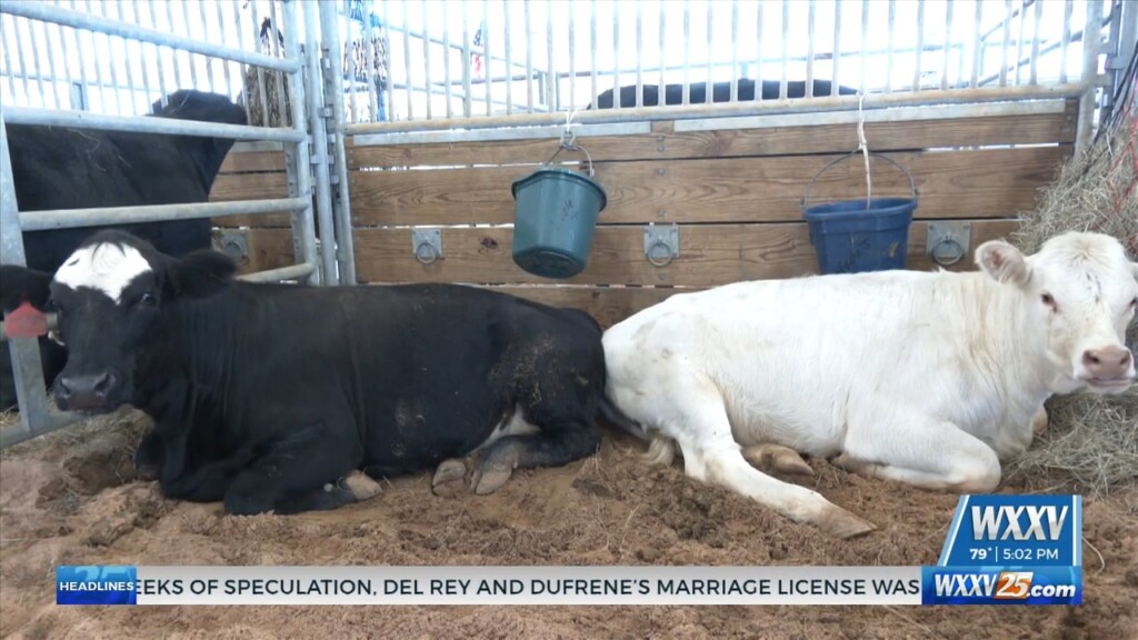 Livestock At The Jackson County Fair