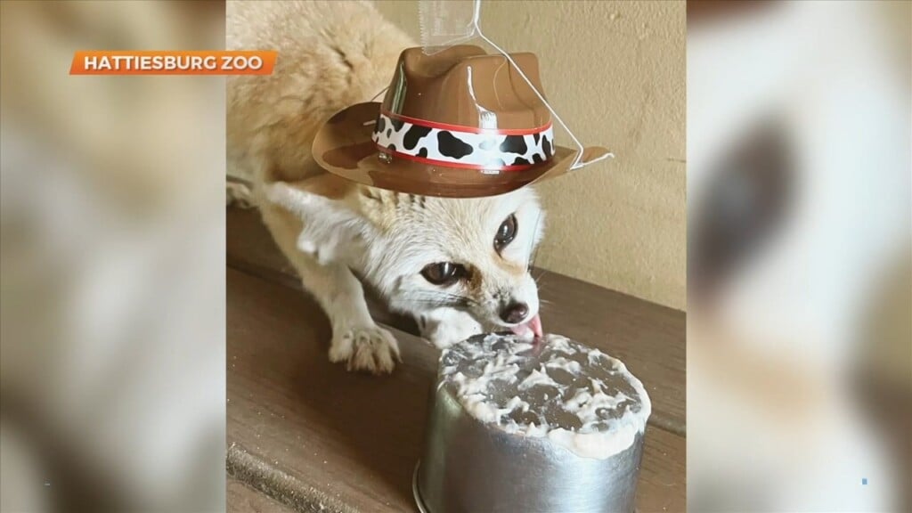 Hattiesburg Zoo's Fennec Fox Celebrates 8 Years