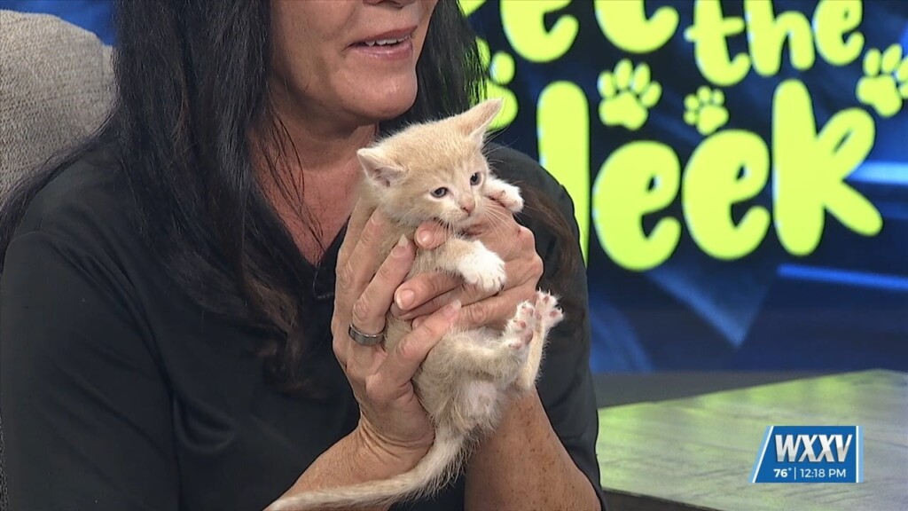 Pet Of The Week: Oyster Is Looking For A Forever Home!