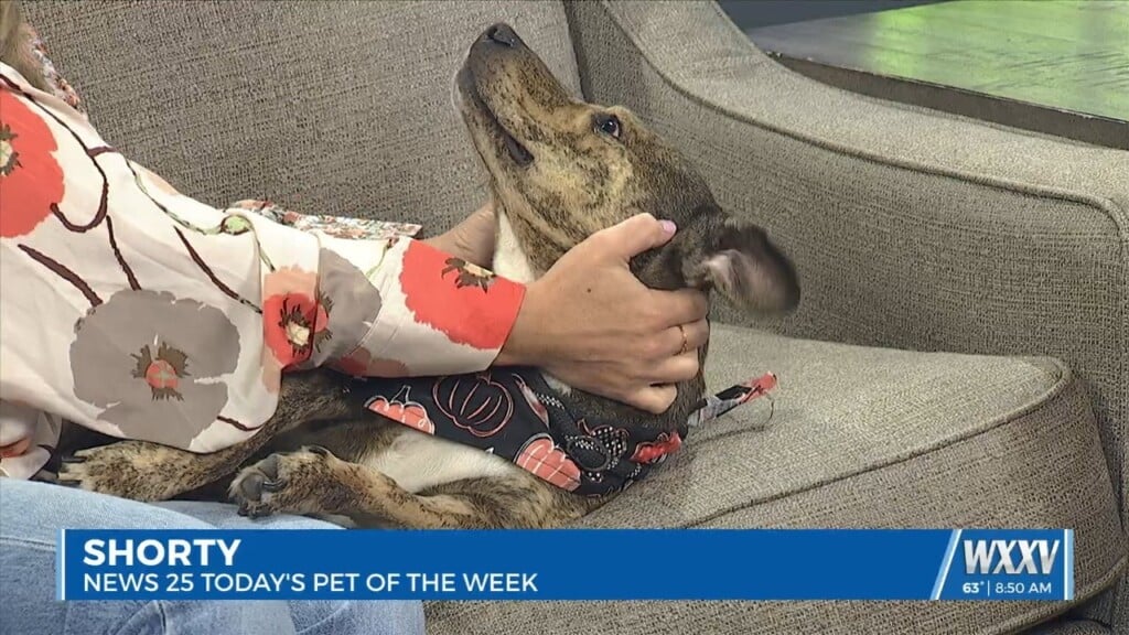 Pet Of The Week: Shorty Is Looking For A Forever Home