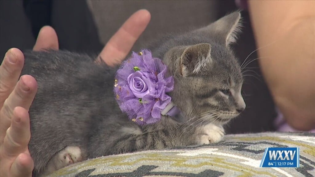 Humane Society Hosting A Caturday Brunch On October 5th
