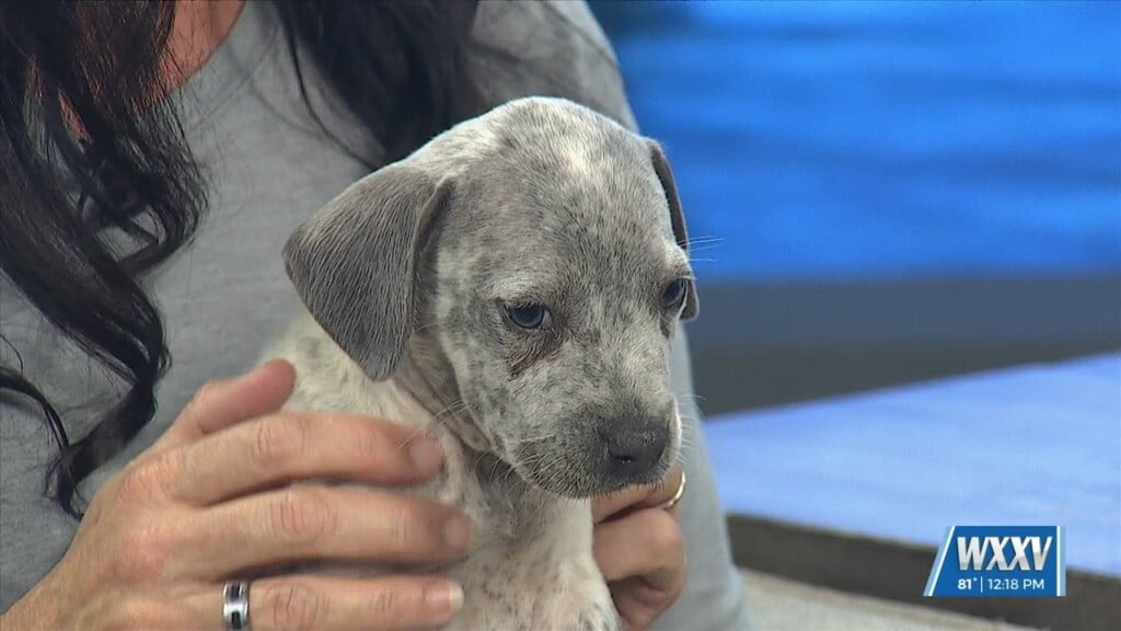 Pet Of The Week: Freckles Looking For A Forever Home!