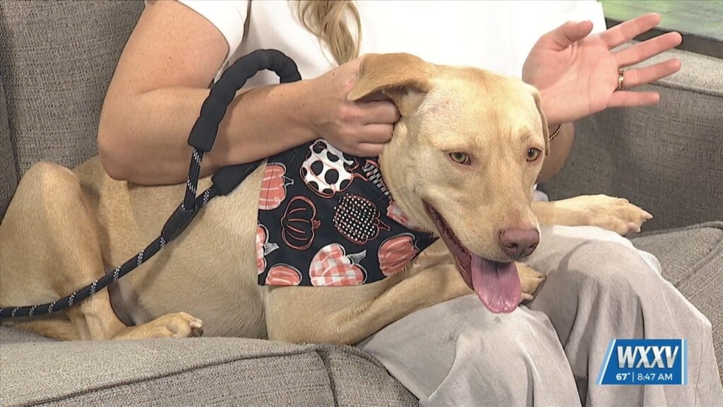 Pet Of The Week: Victoria Is Looking For A Forever Home