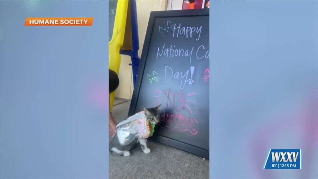Humane Society Hosting Special For National Cat Day