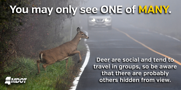 Deer