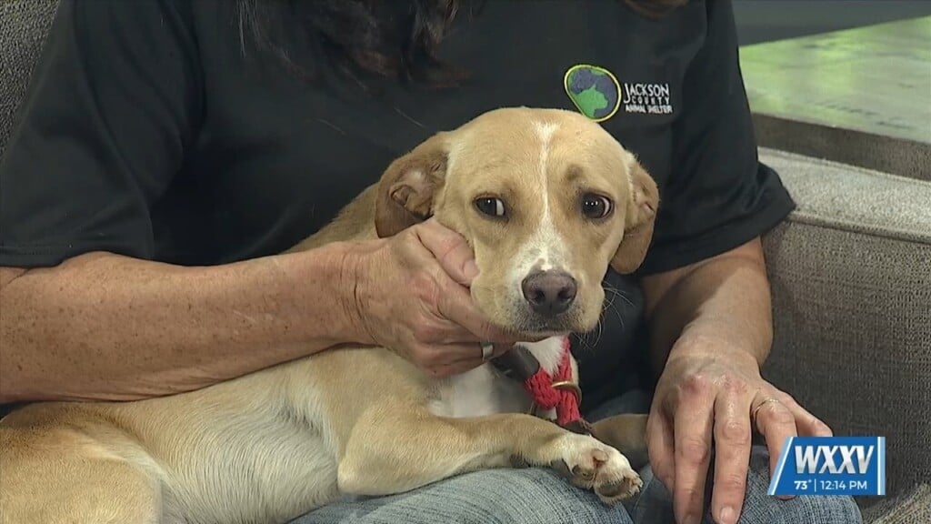 Introducing The Wxxv News 25 Pet Of The Week