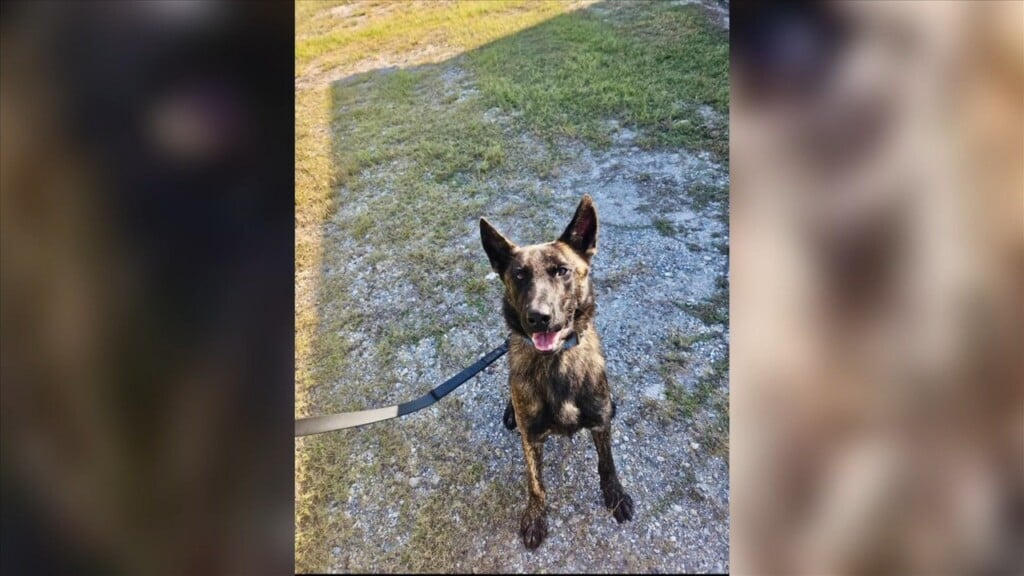 Harrison County Sheriff's Department Adds New Officer To The Force But Needs A Name