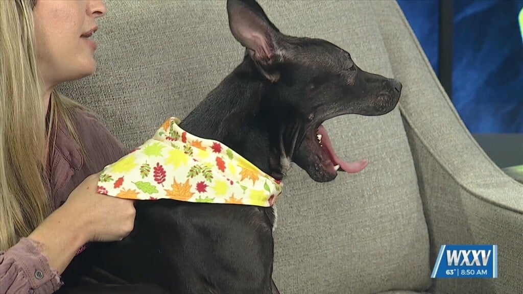 Angelica Comes To The Studio For Pet Of The Week
