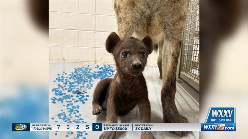 Hyena Cub Has Gender Reveal At Exhibit