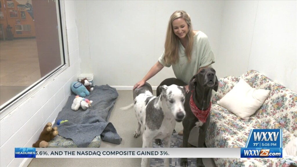 November Is Adopt A Senior Pet Month