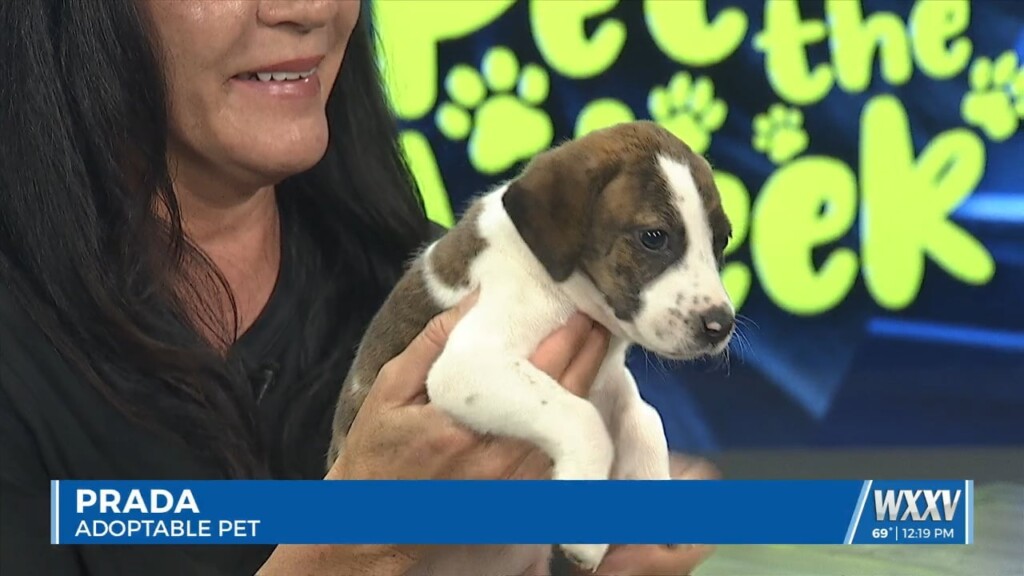 Pet Of The Week: Prada Is Looking For A Forever Home