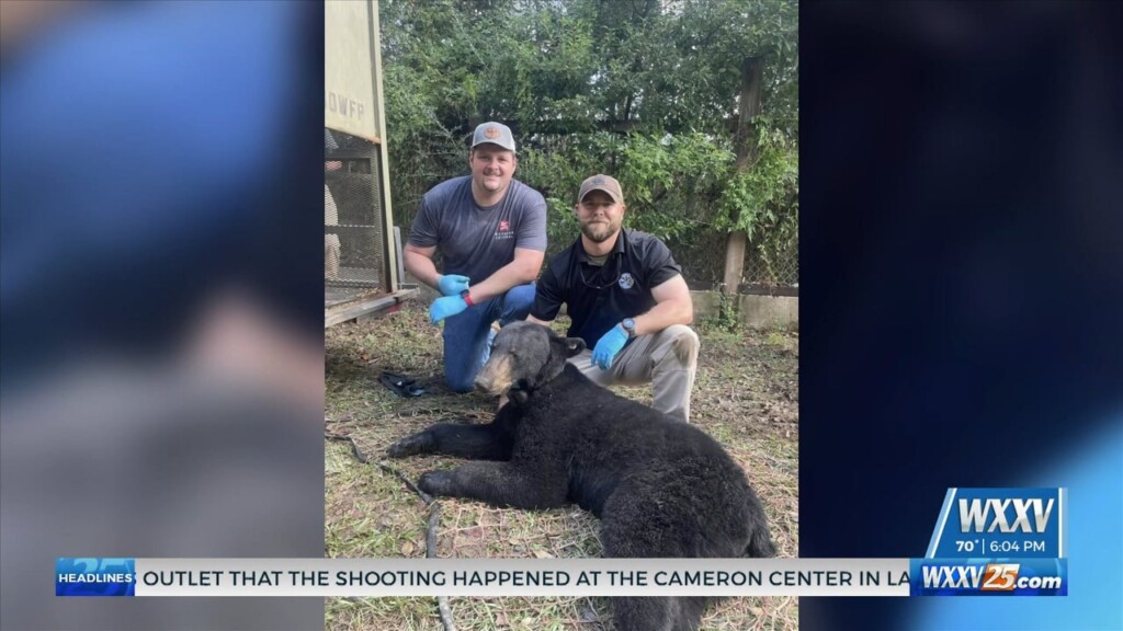Black Bear Located And Tagged On The Gulf Coast