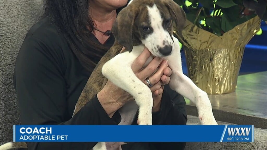 Pet Of The Week: Coach Is Looking For A Forever Home
