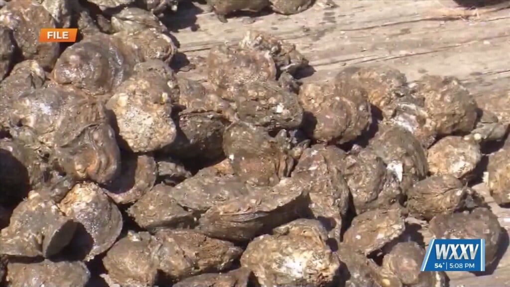 Rick Burris With Dmr In Studio To Talk About Oyster Population On The Gulf Coast