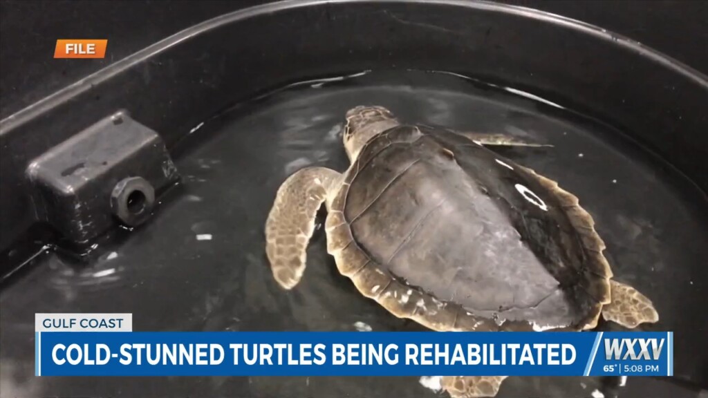 Imms President Dr. Moby Solangi In Studio To Talk About Cold Stunned Turtles, Give Update On Stranded Dolphins