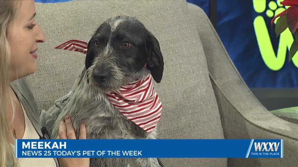 Pet Of The Week: Meekah Is Looking For A Forever Home