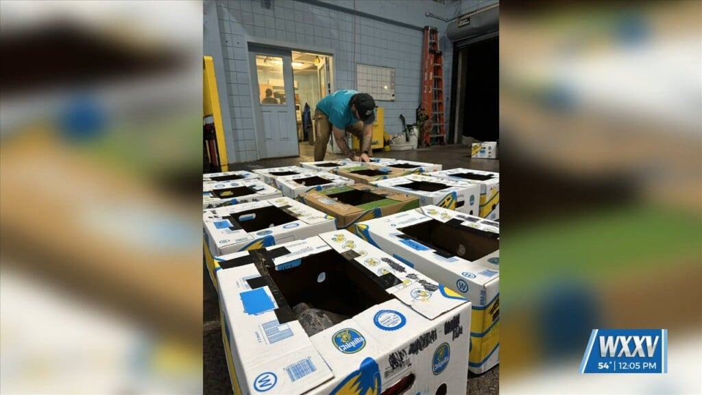 Cold Stunned Turtles Picked Up After Plane Diverted Due To Weather