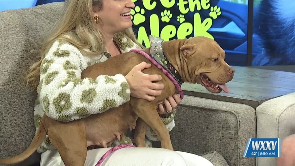 Pet Of The Week: Ballerina Is Looking For A Forever Home