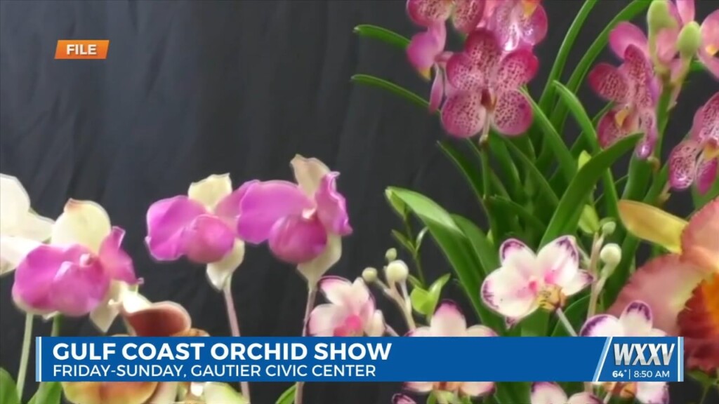 Gulf Coast Orchid Show This Weekend