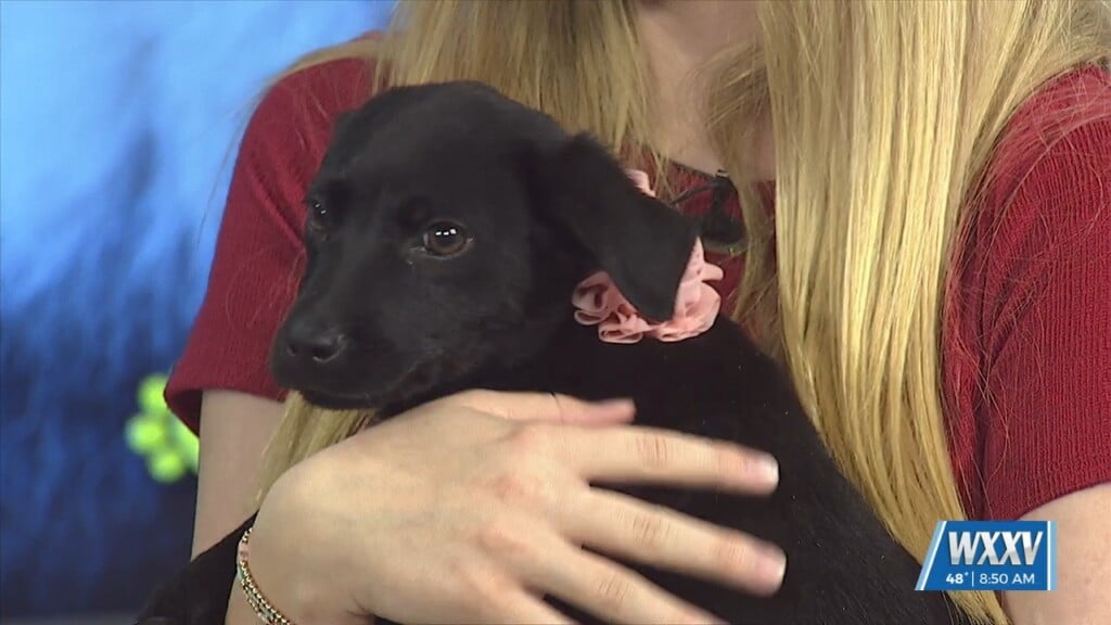 Pet Of The Week: Melon And Cucumber Are Looking For Their Forever Homes