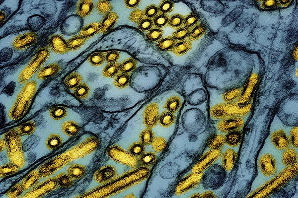 Bird Flu