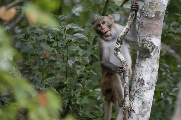Monkey