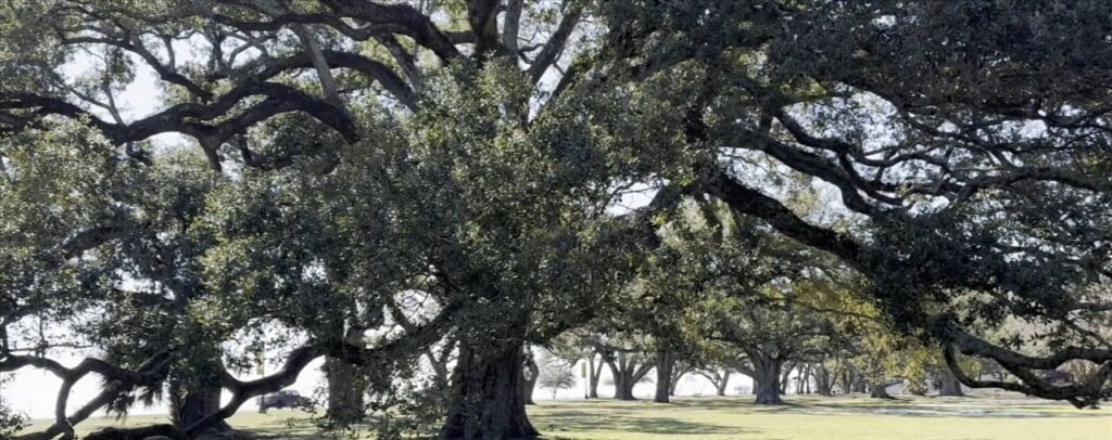 Mayor Billy Hewes Discusses Tree Ordinance In Gulfport