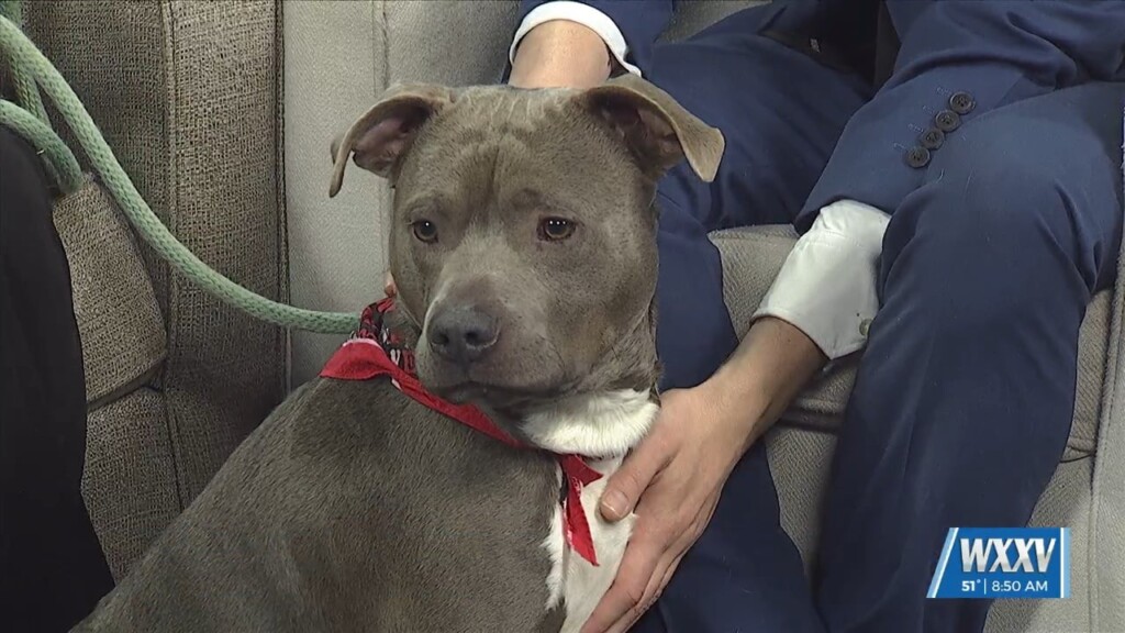 Pet Of The Week: Sir Is Looking For A Forever Home