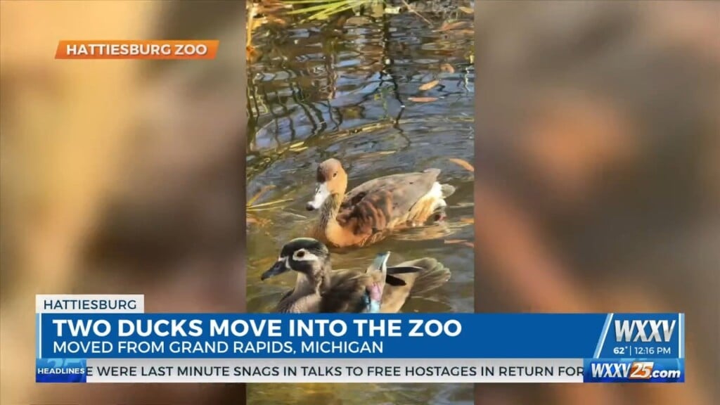 Two Ducks Move Into The Hattiesburg Zoo