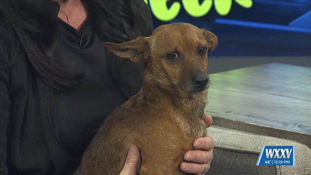 Pet Of The Week: Dopey Is Looking For A Forever Home